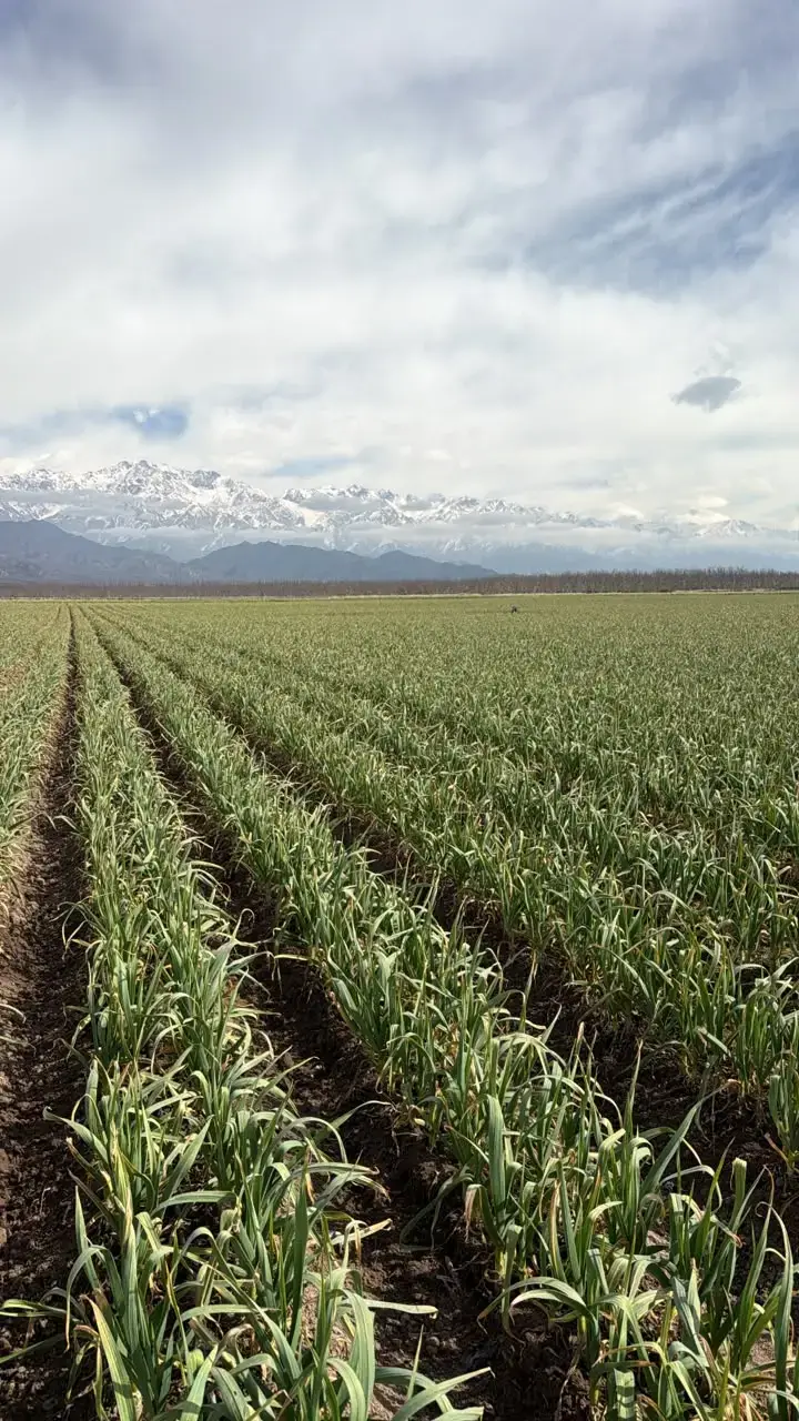 Nuestra finca
